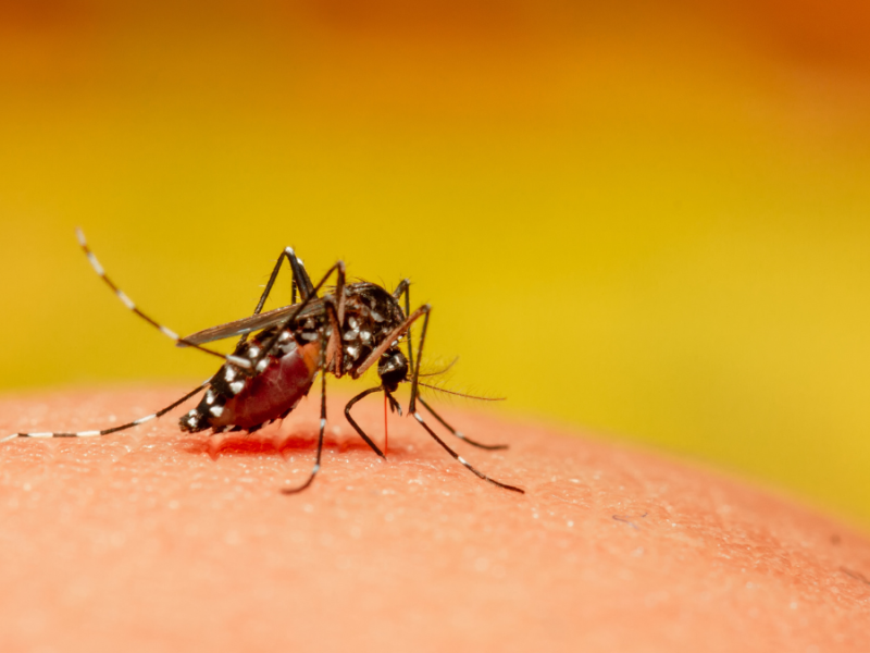 A mosquito on a person.